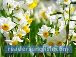 Narcissus Urdu meaning