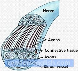 nerve Urdu meaning