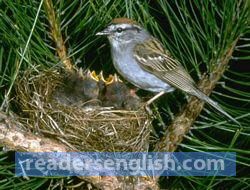 nest Urdu meaning