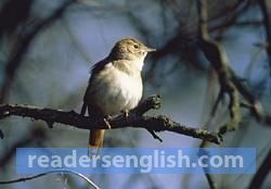 Nightingale Urdu meaning