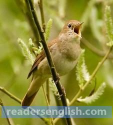 Nightingale Urdu meaning