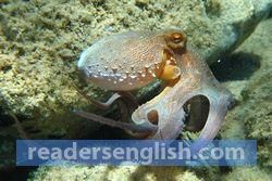 octopus Urdu meaning