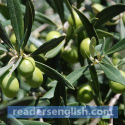 olive Urdu meaning