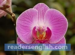 orchid Urdu meaning