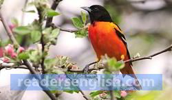 oriole Urdu meaning