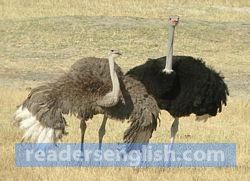 ostrich Urdu meaning