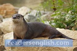 otter Urdu meaning