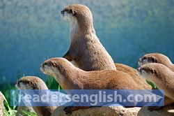 otter Urdu meaning