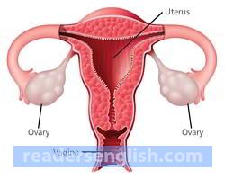 ovary Urdu meaning