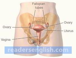 ovary Urdu meaning