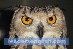 owl Urdu meaning