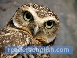 owl Urdu meaning