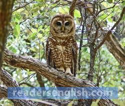 owl Urdu meaning