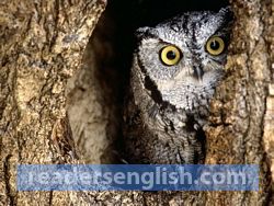 owl Urdu meaning