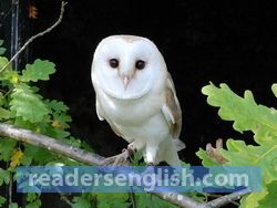 owl Urdu meaning