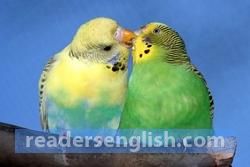 parakeet Urdu meaning