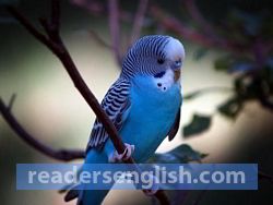 parakeet Urdu meaning