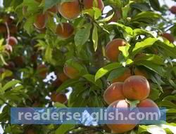 peach Urdu meaning