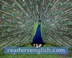 peacock Urdu meaning