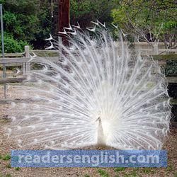 peacock Urdu meaning