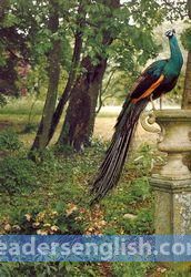 peacock Urdu meaning