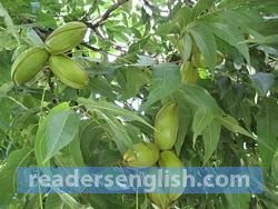 pecan Urdu meaning