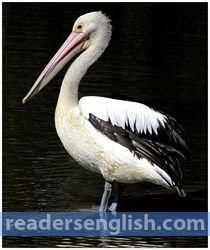 pelican Urdu meaning