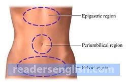 pelvic Urdu meaning