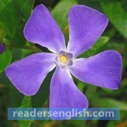 periwinkle Urdu meaning