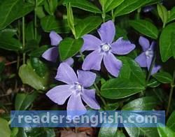 periwinkle Urdu meaning