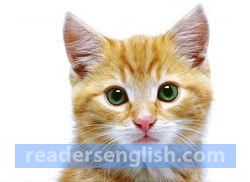 Pet Urdu meaning