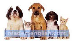 Pet Urdu meaning