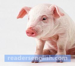 pig Urdu meaning