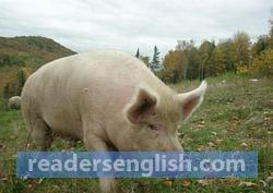 pig Urdu meaning