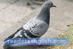 pigeon Urdu meaning