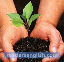 plant Urdu meaning