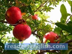 pomegranate Urdu meaning