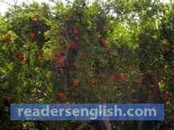 pomegranate Urdu meaning