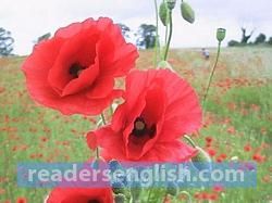 poppy Urdu meaning