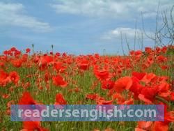 poppy Urdu meaning