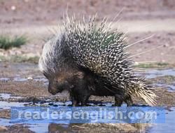 porcupine Urdu meaning