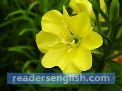 primrose Urdu meaning