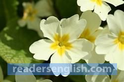 primrose Urdu meaning