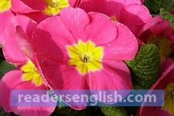 primrose Urdu meaning