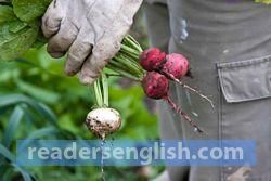 radish Urdu meaning