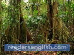 rainforest Urdu meaning