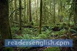 rainforest Urdu meaning