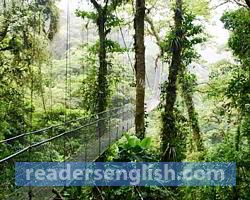 rainforest Urdu meaning