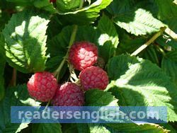 raspberry Urdu meaning