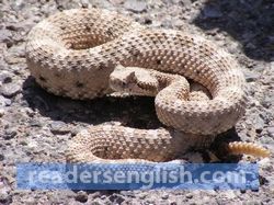 rattlesnake Urdu meaning